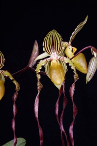 Paphiopedilum rothschildianum Orchids de Oro Direwolf KOTN AM/AOS 80 pts. Inflorescence close up